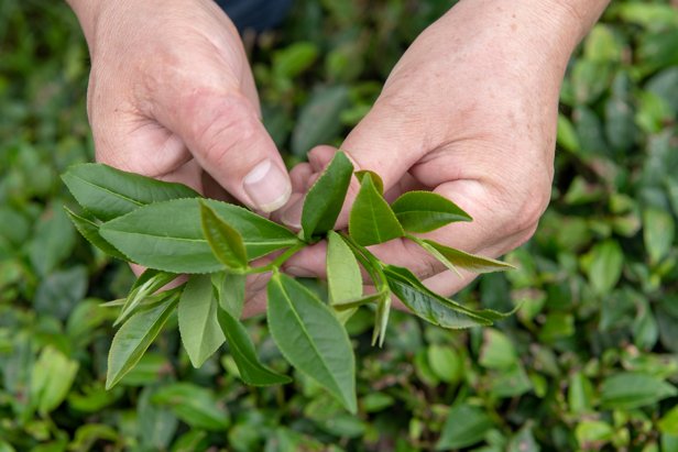 Close-up of person holding freshly harvested tea leaves in their hands