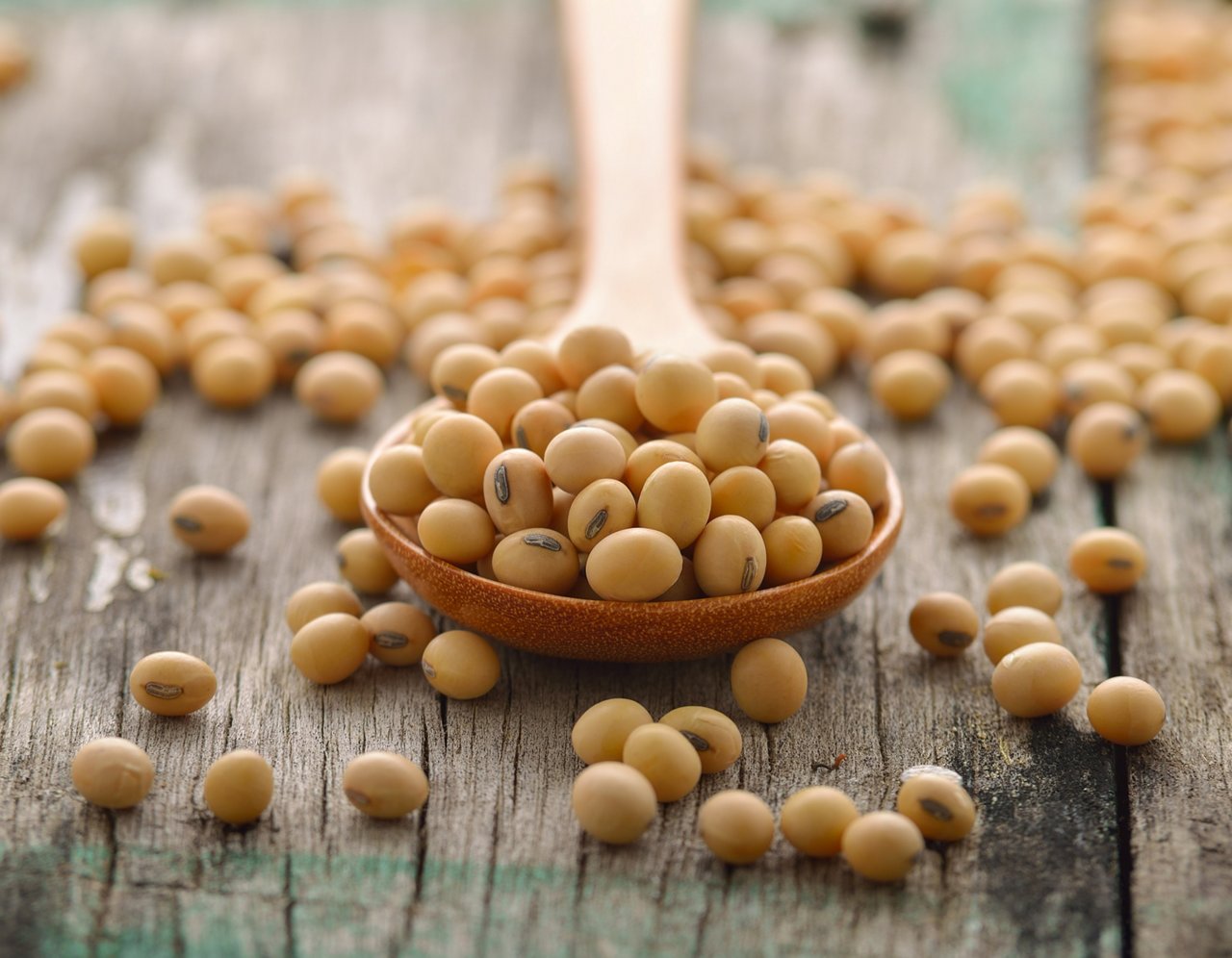 A spoon of soybeans A spoon of soybeans